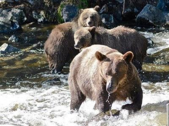Женщина потеряла память и несколько дней провела на кишащем медведями острове